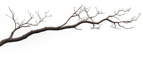 Obraz premium Natural Tree Branch on White Background