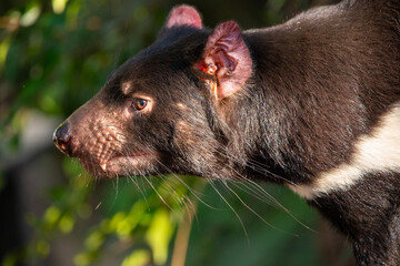 The Tasmanian devil is a carnivorous marsupial of the family Dasyuridae. The scientific name is...