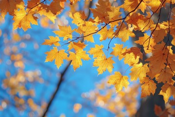 Fallen Leaves Season Background
