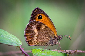 Butterfly on a small branch