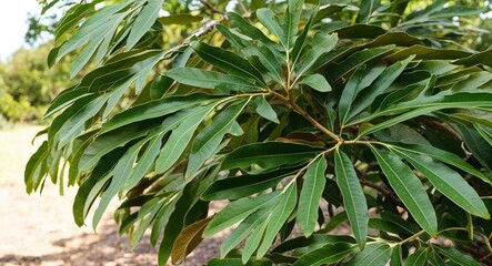 Coast live oak plant leaves background