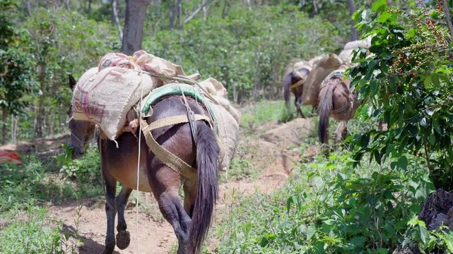 Mula o Caballo cargando caf&eacute; en las monta&ntilde;as de Colombia 