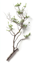 tree branch on white background