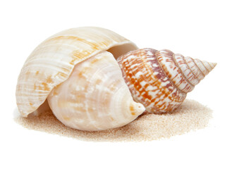 Obraz premium Sea snail shells on sand for coastal decor and marine life design projects