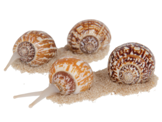 Sea snail shells on sand with white background for coastal decor and beach themes