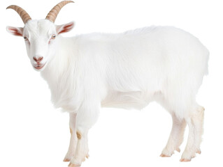 Fototapeta premium Tranquil white horned goat for spring themes and agricultural designs