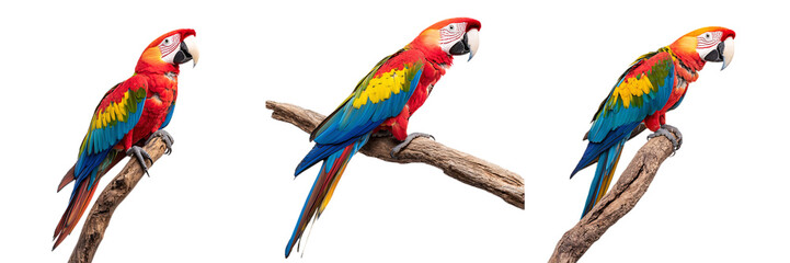 Obraz premium colorful macaw perched with a bright beak, isolated on white background