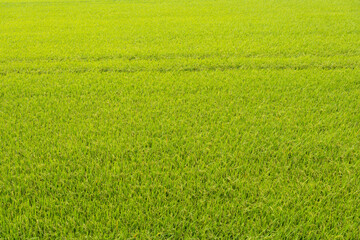 Green rice field close up as background