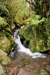 Fototapeta premium Small Waterfall in Mossy New Zealand Forest - Serene Nature Landscape