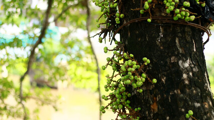 Loa or Ficus racemosa grow on tree in Indonesia.