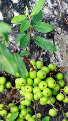 Loa or Ficus racemosa grow on tree in Indonesia.