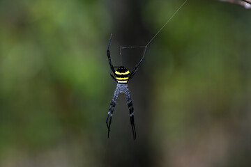 spider hanging upside down from web