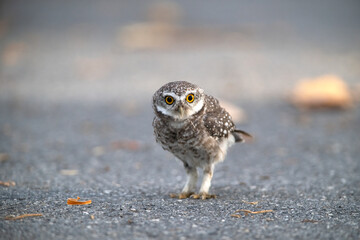 Spotted owlet standing on the ground (Athene brama)