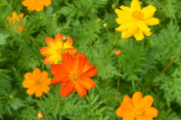 자연의 꽃의 아름다움