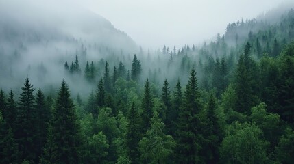 Misty Evergreen Forest with Tall Pine Trees