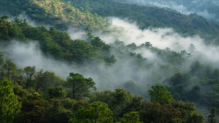 Obraz premium Misty Morning in a Lush, Forested Mountain Range