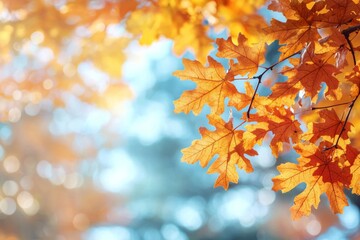 Fototapeta premium Fallen Leaves Season Background