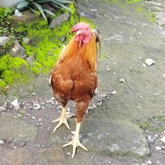 chicken