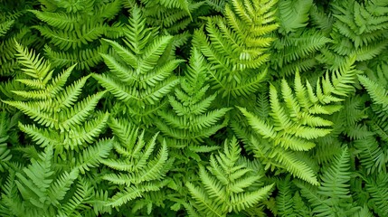Obraz premium Lush Green Fern Leaves in Natural Setting
