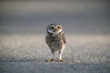 Spotted owlet standing on the ground (Athene brama)