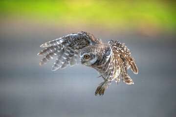Spotted owlet flying to catch prey on the ground (Athene brama)