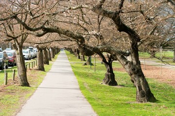 Footpath Under Sakura Cherry Tree Alley - Blossoming Spring Pathway