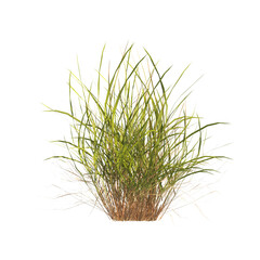 clump of green grass isolated on a transparent background. Isolated grass on transparent background. side view of clump of grass. Bunch of green grass isolated on transparent background. Grass PNG.
