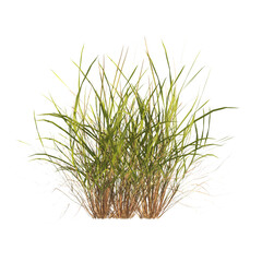 clump of green grass isolated on a transparent background. Isolated grass on transparent background. side view of clump of grass. Bunch of green grass isolated on transparent background. Grass PNG.
