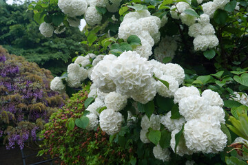 White Hydrangea Blooms