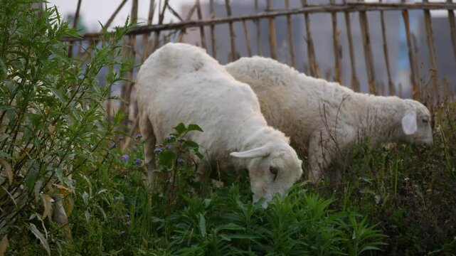 Sheeps chewing green grass.