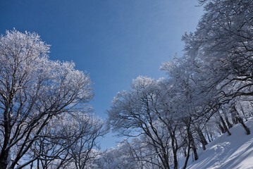 霧氷の森