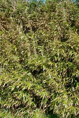 Lush Green Bamboo Leaves Background - Vibrant Nature Foliage