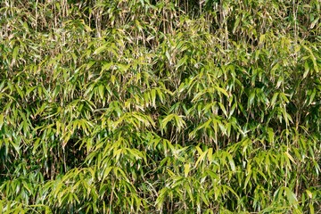 Lush Green Bamboo Leaves Background - Vibrant Nature Foliage
