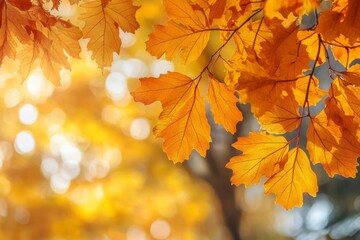 Fototapeta premium Fallen Leaves Season Background