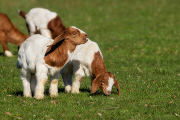Young Boer goats on a sunny pasture