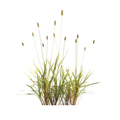 clump of  grass isolated on a transparent background. Isolated grass on transparent background. side view clump of grass. Bunch of green grass isolated on transparent background. Grass PNG. Lawn PNG.