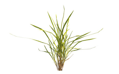 clump of  grass isolated on a transparent background. Isolated grass on transparent background. side view clump of grass. Bunch of green grass isolated on transparent background. Grass PNG. Lawn PNG.