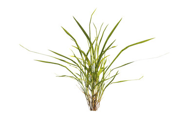 clump of  grass isolated on a transparent background. Isolated grass on transparent background. side view clump of grass. Bunch of green grass isolated on transparent background. Grass PNG. Lawn PNG.