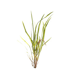 clump of  grass isolated on a transparent background. Isolated grass on transparent background. side view clump of grass. Bunch of green grass isolated on transparent background. Grass PNG. Lawn PNG.