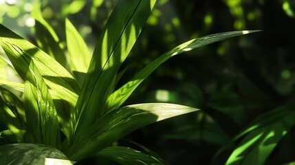 Naklejka premium Lush Green Leaves: A Close-Up View of Nature's Beauty