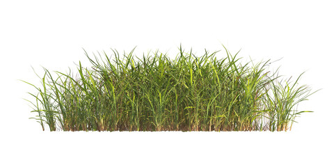 clump of  grass isolated on a transparent background. Isolated grass on transparent background. side view clump of grass. Bunch of green grass isolated on transparent background. Grass PNG. Lawn PNG.