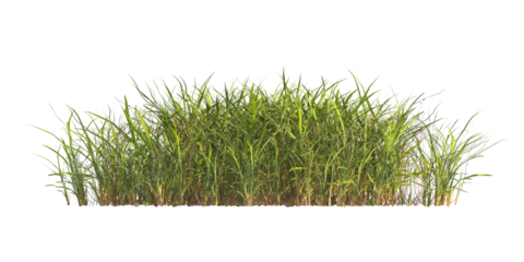 clump of  grass isolated on a transparent background. Isolated grass on transparent background. side view clump of grass. Bunch of green grass isolated on transparent background. Grass PNG. Lawn PNG.