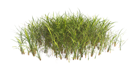 clump of  grass isolated on a transparent background. Isolated grass on transparent background. side view clump of grass. Bunch of green grass isolated on transparent background. Grass PNG. Lawn PNG.