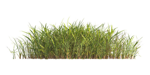 clump of  grass isolated on a transparent background. Isolated grass on transparent background. side view clump of grass. Bunch of green grass isolated on transparent background. Grass PNG. Lawn PNG.