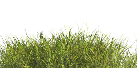 clump of  grass isolated on a transparent background. Isolated grass on transparent background. side view clump of grass. Bunch of green grass isolated on transparent background. Grass PNG. Lawn PNG.
