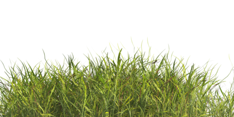 clump of  grass isolated on a transparent background. Isolated grass on transparent background. side view clump of grass. Bunch of green grass isolated on transparent background. Grass PNG. Lawn PNG.