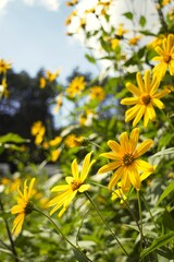 Jerusalem artichoke flowers in Nagano, Japan