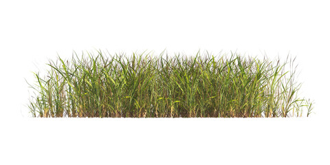 clump of  grass isolated on a transparent background. Isolated grass on transparent background. side view clump of grass. Bunch of green grass isolated on transparent background. Grass PNG. Lawn PNG.