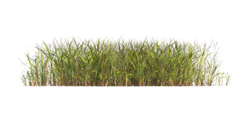 clump of  grass isolated on a transparent background. Isolated grass on transparent background. side view clump of grass. Bunch of green grass isolated on transparent background. Grass PNG. Lawn PNG.
