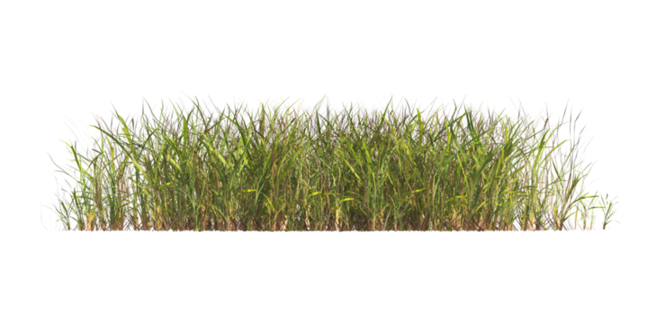 clump of  grass isolated on a transparent background. Isolated grass on transparent background. side view clump of grass. Bunch of green grass isolated on transparent background. Grass PNG. Lawn PNG.